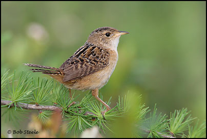 Sedge Wren (Cistothorus platensis)