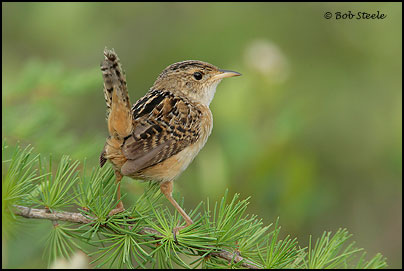 Sedge Wren (Cistothorus platensis)