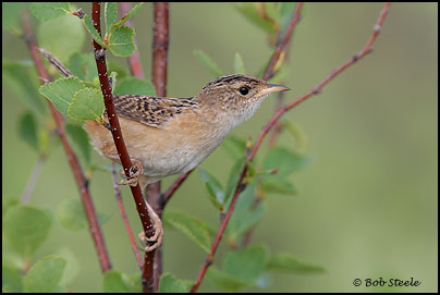Sedge Wren (Cistothorus platensis)