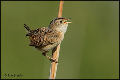 Sedge Wren (Cistothorus platensis)
