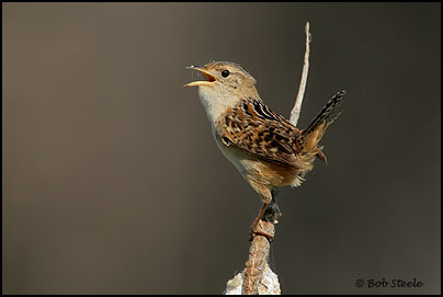 Sedge Wren (Cistothorus platensis)