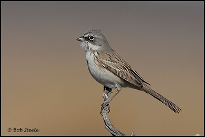 Sage Sparrow (Amphispiza belli)