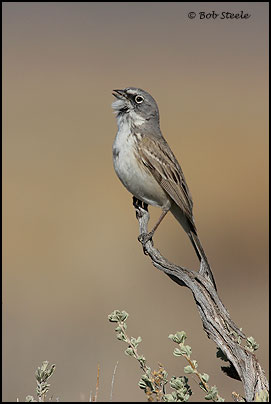 Sage Sparrow (Amphispiza belli)