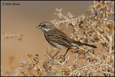 Sage Sparrow (Amphispiza belli)