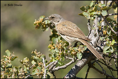 Sage Sparrow (Amphispiza belli)