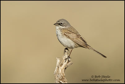 Sage Sparrow (Artemisiospiza belli)