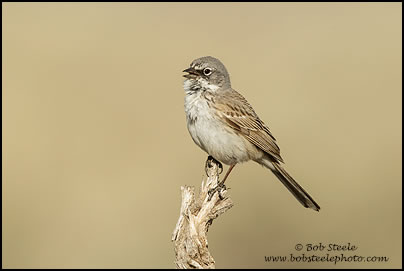 Sage Sparrow (Artemisiospiza belli)