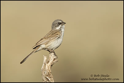 Sage Sparrow (Artemisiospiza belli)