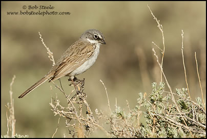 Sage Sparrow (Artemisiospiza belli)