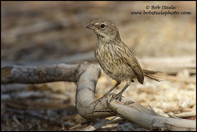 Sage Sparrow (Amphispiza belli)