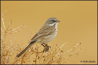 Sage Sparrow (Amphispiza belli)