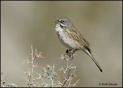 Sage Sparrow (Amphispiza belli)