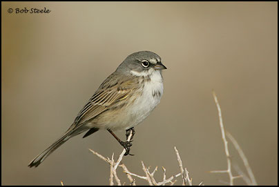 Sage Sparrow (Amphispiza belli)