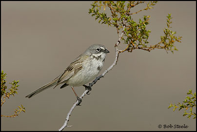 Sage Sparrow (Amphispiza belli)