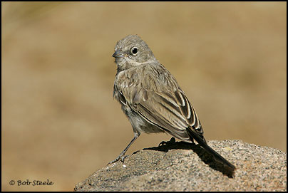 Sage Sparrow (Amphispiza belli)