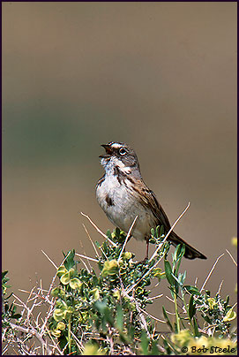 Sage Sparrow (Amphispiza belli)