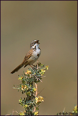 Sage Sparrow (Amphispiza belli)