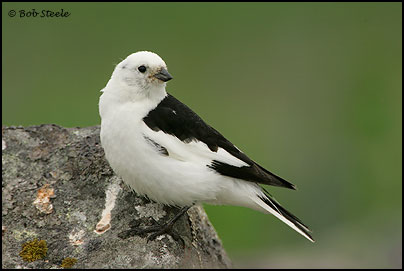 Snow Bunting (Plectrophenax nivalis)