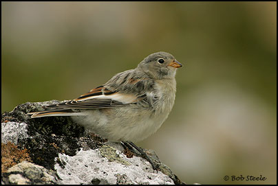 Snow Bunting (Plectrophenax nivalis)