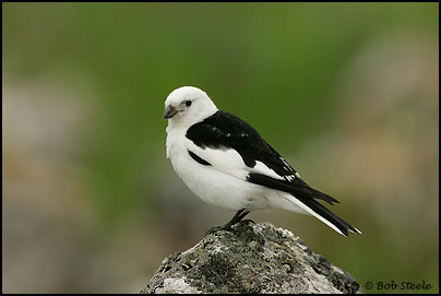 Snow Bunting (Plectrophenax nivalis)