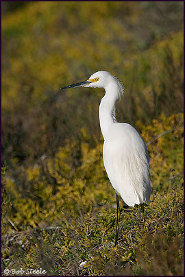 Snowy Egret (Egretta thula)
