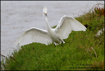 Snowy Egret (Egretta thula)