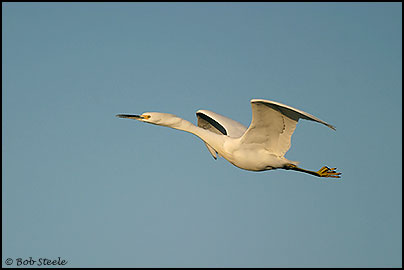 Snowy Egret (Egretta thula)