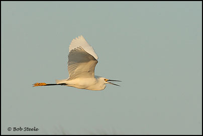Snowy Egret (Egretta thula)