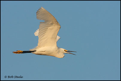 Snowy Egret (Egretta thula)