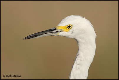 Snowy Egret (Egretta thula)