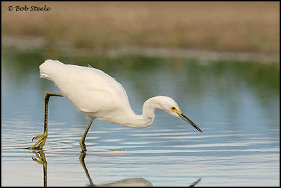 Snowy Egret (Egretta thula)