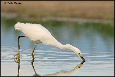 Snowy Egret (Egretta thula)