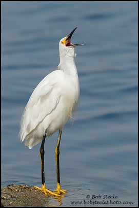 Snowy Egret (Egretta thula)