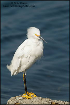 Snowy Egret (Egretta thula)