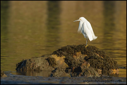 Snowy Egret (Egretta thula)