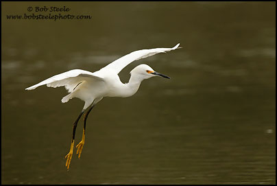 Snowy Egret (Egretta thula)