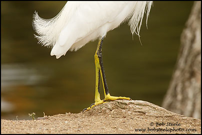 Snowy Egret (Egretta thula)