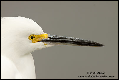 Snowy Egret (Egretta thula)