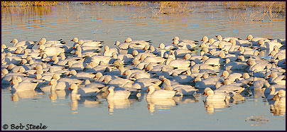 Snow Goose (Chen caerulescens)