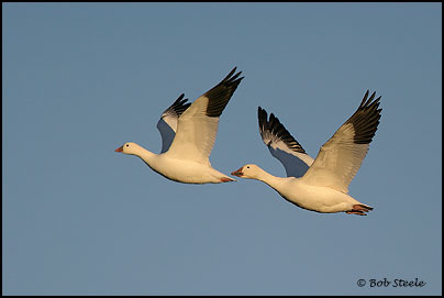 Snow Goose (Chen caerulescens)