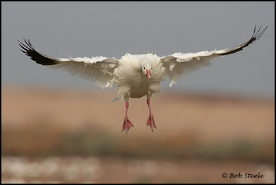 Snow Goose (Chen caerulescens)