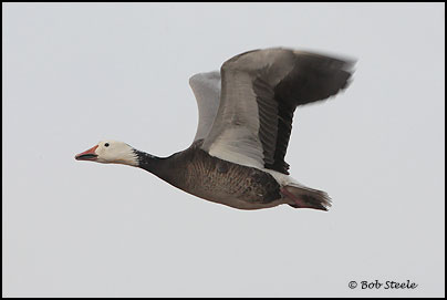 Snow Goose (Chen caerulescens)