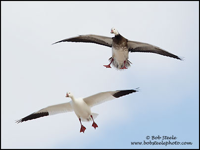 Snow Goose (Chen caerulescens)
