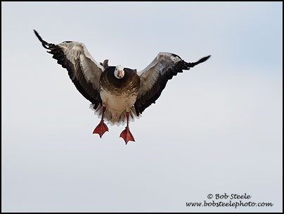 Snow Goose (Chen caerulescens)