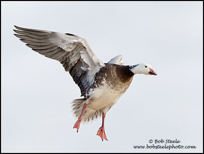 Snow Goose (Chen caerulescens)