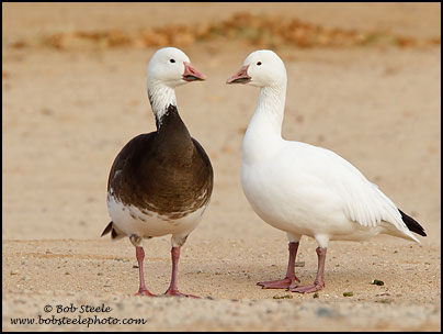 Snow Goose (Chen caerulescens)