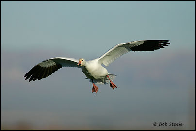 Snow Goose (Chen caerulescens)