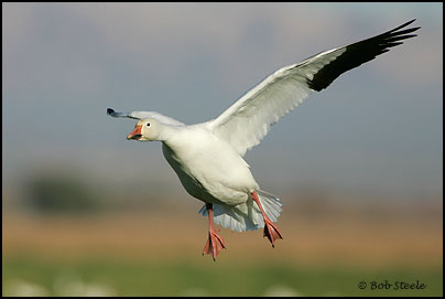 Snow Goose (Chen caerulescens)