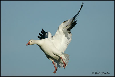 Snow Goose (Chen caerulescens)