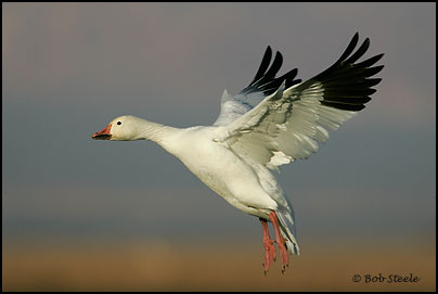 Snow Goose (Chen caerulescens)